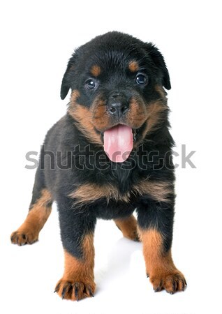 Stock fotó: Kutyakölyök · rottweiler · stúdió · fehér · kutya · fekete