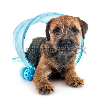 puppy Wire-haired Dachshund Stock photo © cynoclub