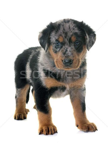 puppy beauceron in studio Stock photo © cynoclub