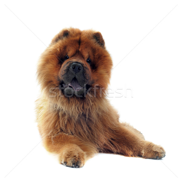 chow-chow Stock photo © cynoclub