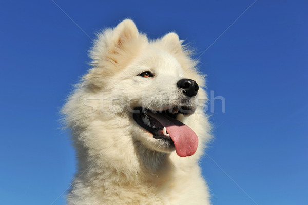 puppy samoyed dog Stock photo © cynoclub