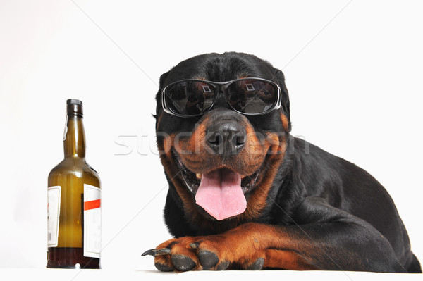 Rottweiler alkoholu okulary portret butelki Zdjęcia stock © cynoclub