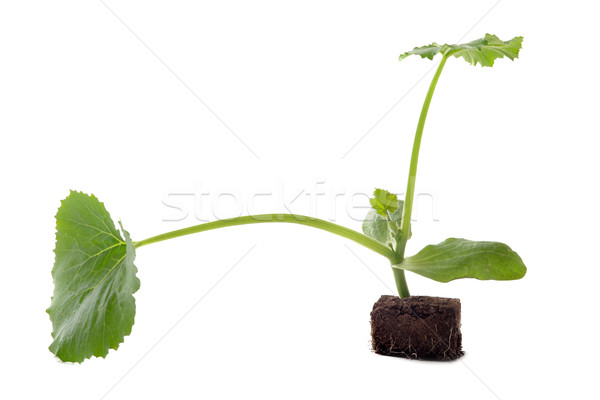 Courgette kiemplant witte Stockfoto © cynoclub