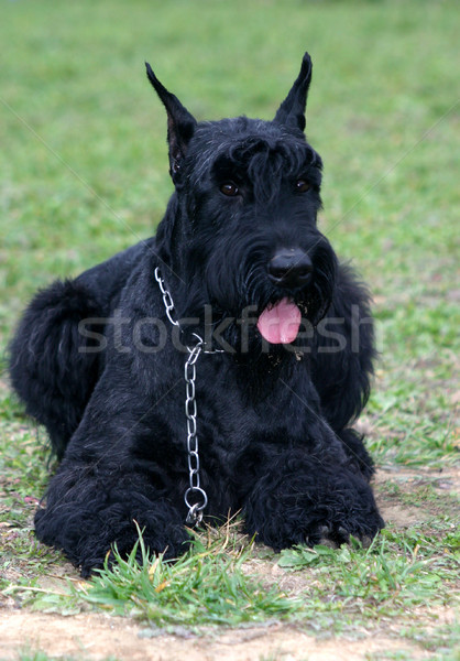 Ritratto nero cane erba bella Foto d'archivio © cynoclub