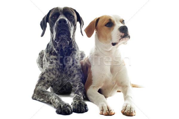 german shorthaired pointer and american bulldog Stock photo © cynoclub