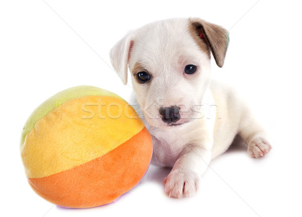 puppy jack russel terrier Stock photo © cynoclub