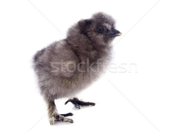 Jonge chick klein witte vogel boerderij Stockfoto © cynoclub