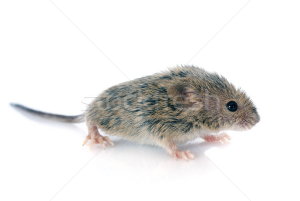 Bebe Souris Blanche Animaux Rat Photo Stock C Cynoclub Stockfresh