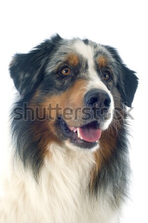 Australiano pastor branco cão retrato animal de estimação Foto stock © cynoclub