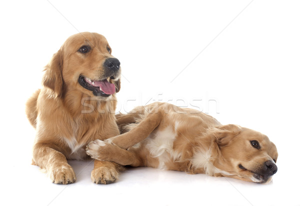 young golden retriever Stock photo © cynoclub