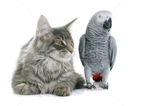African grey parrot and cat Stock photo © cynoclub