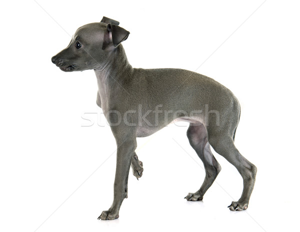 ストックフォト: 子犬 · イタリア語 · グレイハウンド · 白 · 青