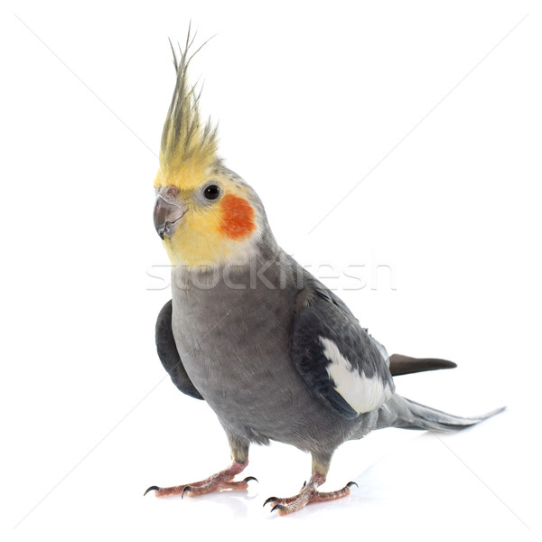 adult gray Cockatiel Stock photo © cynoclub