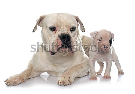 Stockfoto: Volwassen · puppy · witte · hond · jonge