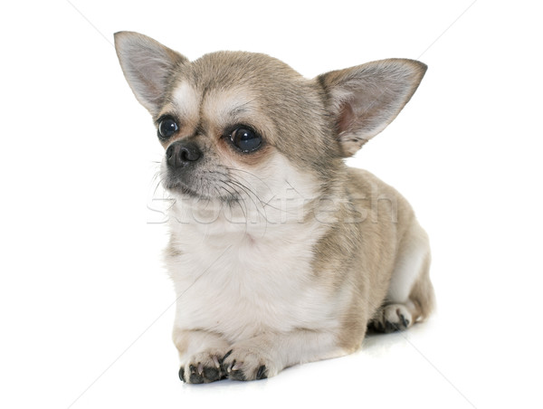 Stockfoto: Kort · haar · hond · studio · puppy · huisdier · witte · achtergrond