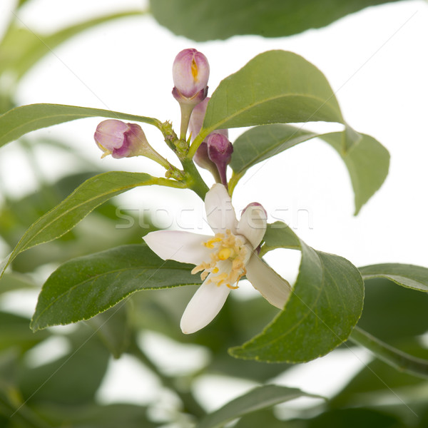 Flor limonero blanco árbol frutas verde Foto stock © cynoclub