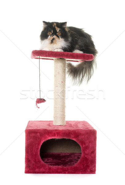 persian cat on scratching post Stock photo © cynoclub