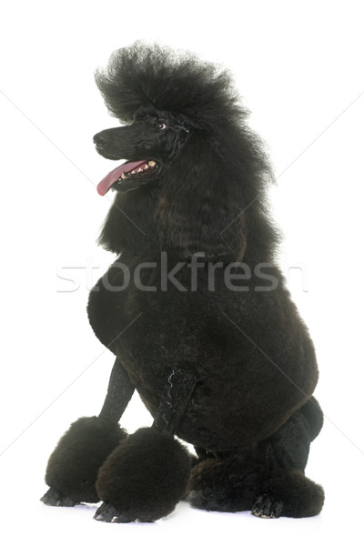 Szabvány fekete uszkár fehér izolált felnőtt Stock fotó © cynoclub