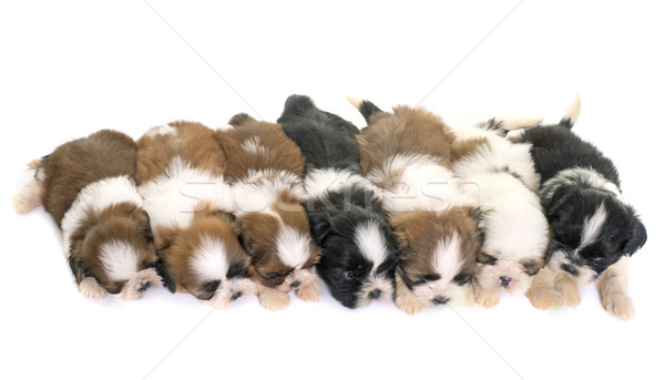 puppies shih tzu Stock photo © cynoclub