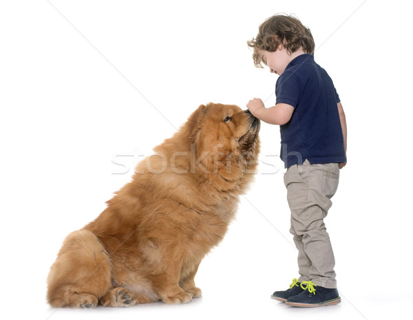 chow chow dog and little boy Stock photo © cynoclub