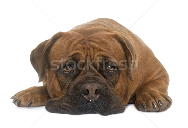 Alb depresiune tristeţe animale de companie obosit Imagine de stoc © cynoclub