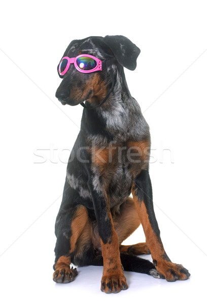 young beauceron in studio Stock photo © cynoclub