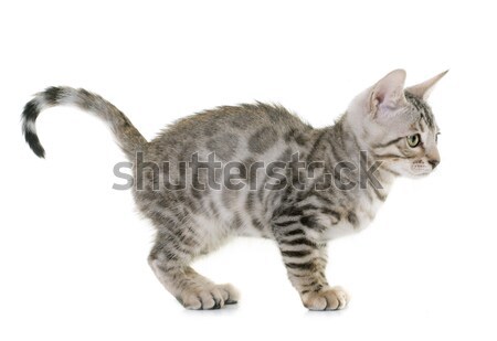 bengal cat in studio Stock photo © cynoclub