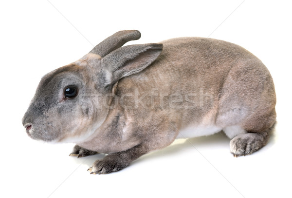 zibeline Rex rabbit  Stock photo © cynoclub