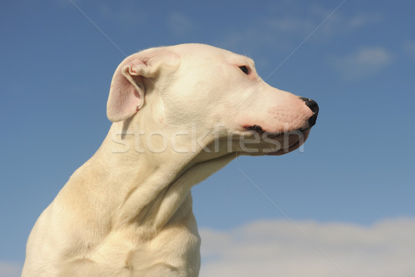 Puppy portret hond blauwe hemel dier Stockfoto © cynoclub