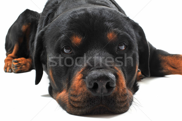 Rottweiler portret witte zwarte hoofd Stockfoto © cynoclub