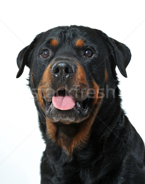 Tête rottweiler portrait blanche noir [[stock_photo]] © cynoclub