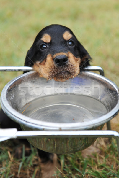 Stock photo: puppy drinking