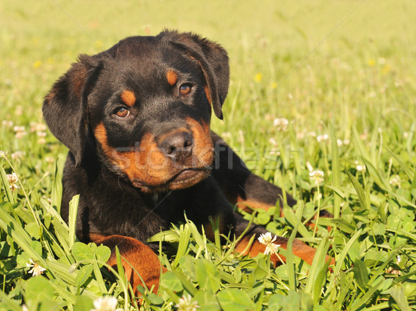 Köpek yavrusu rottweiler portre genç bahçe Stok fotoğraf © cynoclub