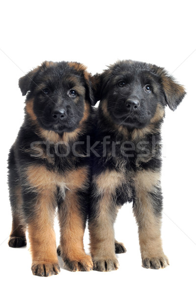 puppies german shepherd Stock photo © cynoclub