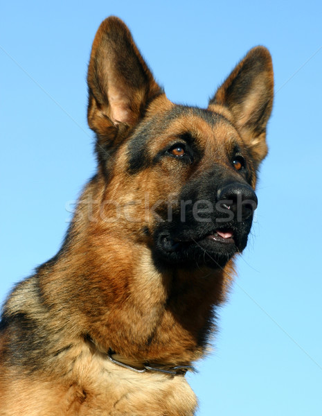 Juhász portré fajtiszta kint kutya szemek Stock fotó © cynoclub