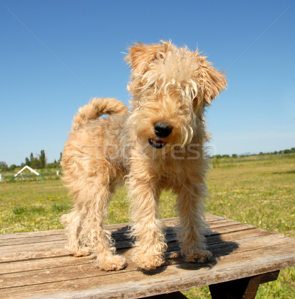 lakeland terrier Stock photo © cynoclub