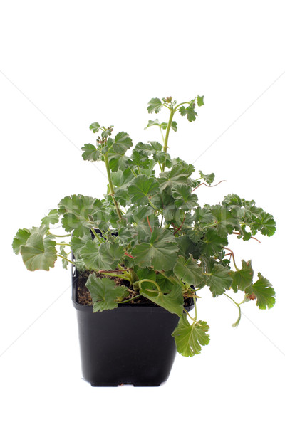 Pelargonium capitatum  Stock photo © cynoclub