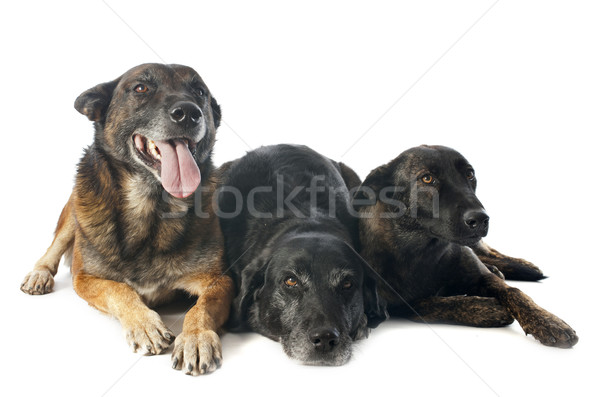 Stock photo: three dogs