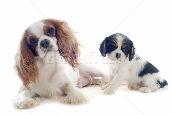 cavalier king charles Stock photo © cynoclub