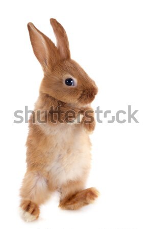 young rabbit Stock photo © cynoclub
