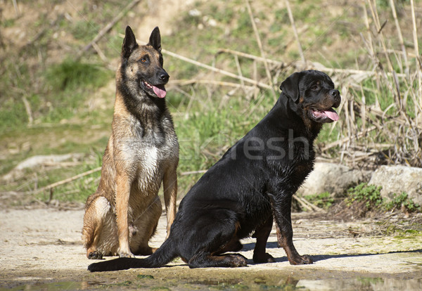 young rottweiler and malinois Stock photo © cynoclub