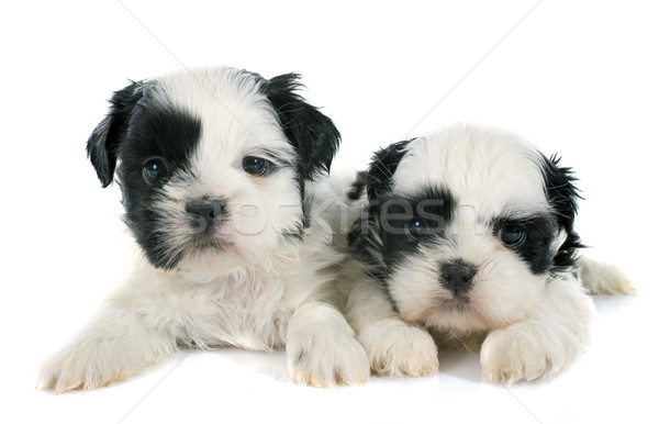 Stock photo: puppies shih tzu