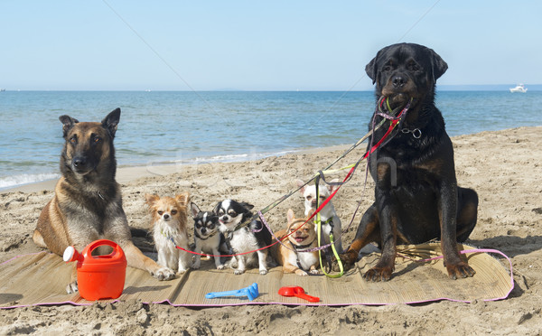 Kutyák tengerpart csoport fajtiszta tenger ünnep Stock fotó © cynoclub