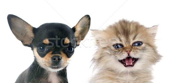 puppy chihuahua and kitten Stock photo © cynoclub