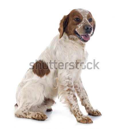 Foto stock: Australiano · pastor · branco · cão · animal · animal · de · estimação