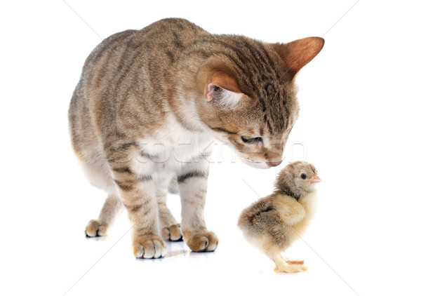 tabby cat and chick Stock photo © cynoclub