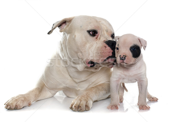 adult and puppy american bulldog Stock photo © cynoclub