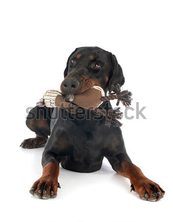 Zdjęcia stock: Dorosły · mężczyzna · rottweiler · biały · czarny