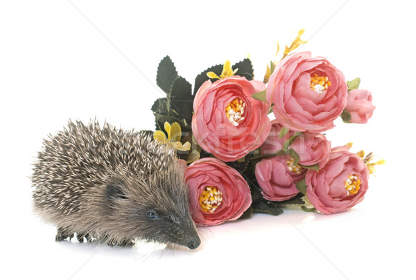 baby hedgehog in studio Stock photo © cynoclub