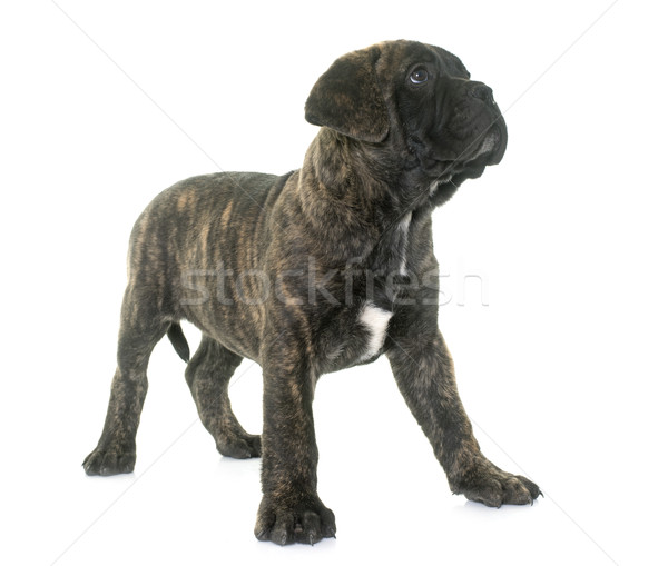 Cachorro touro mastim branco jovem animal Foto stock © cynoclub